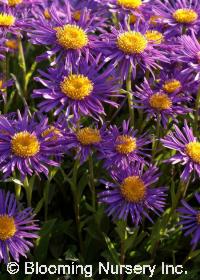 Aster alpinus                           